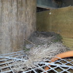 Nesting box with a camera to see how the baby birds hatch and develop into adult birds.