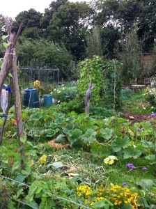 Allotment