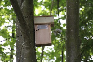 Blue Tit leaving nesting box