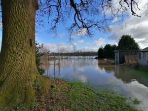flooded oak tree