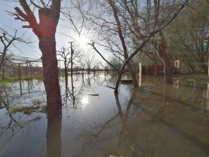 flooded orchard 2