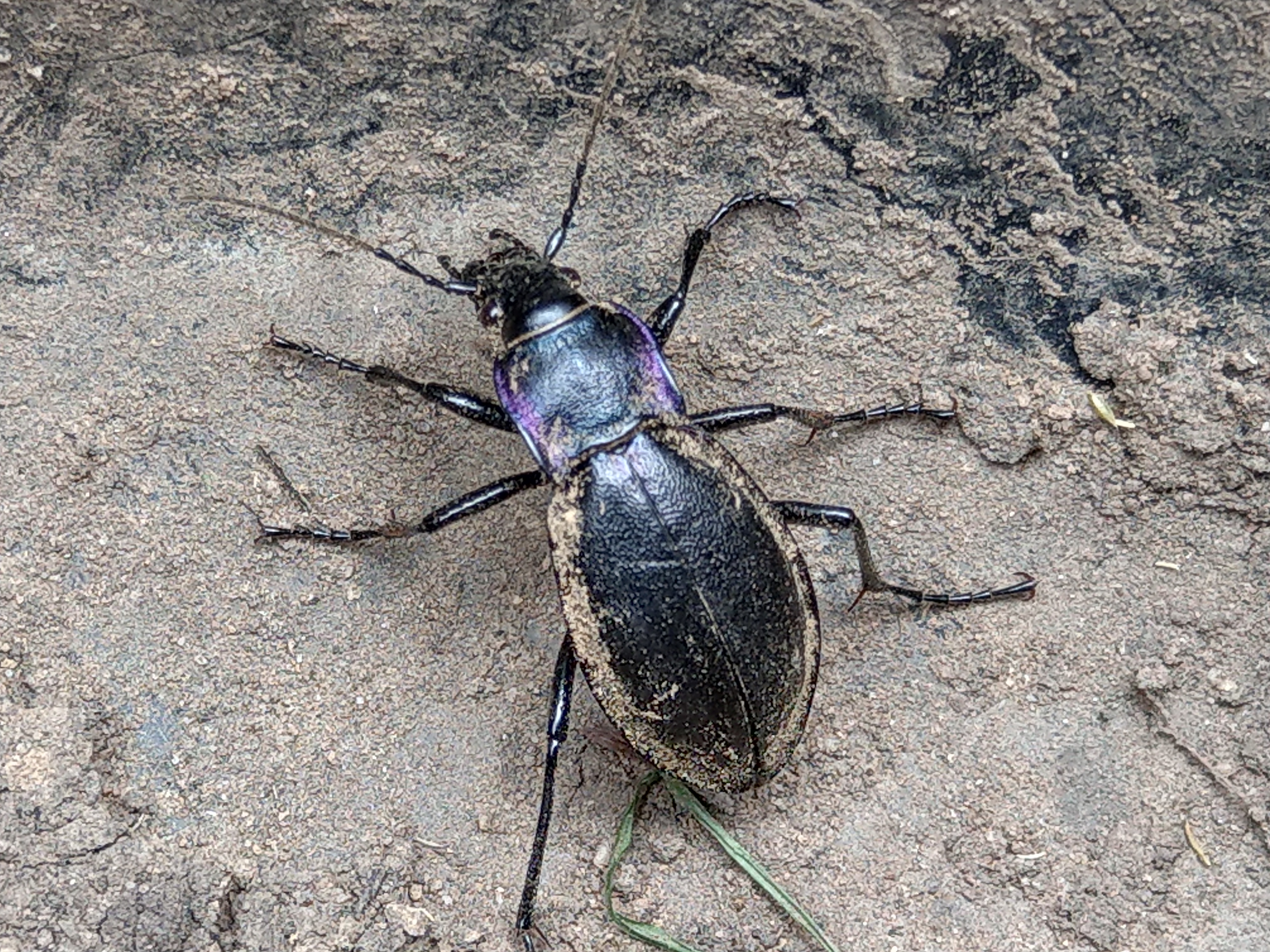 violet ground beetle - Copy