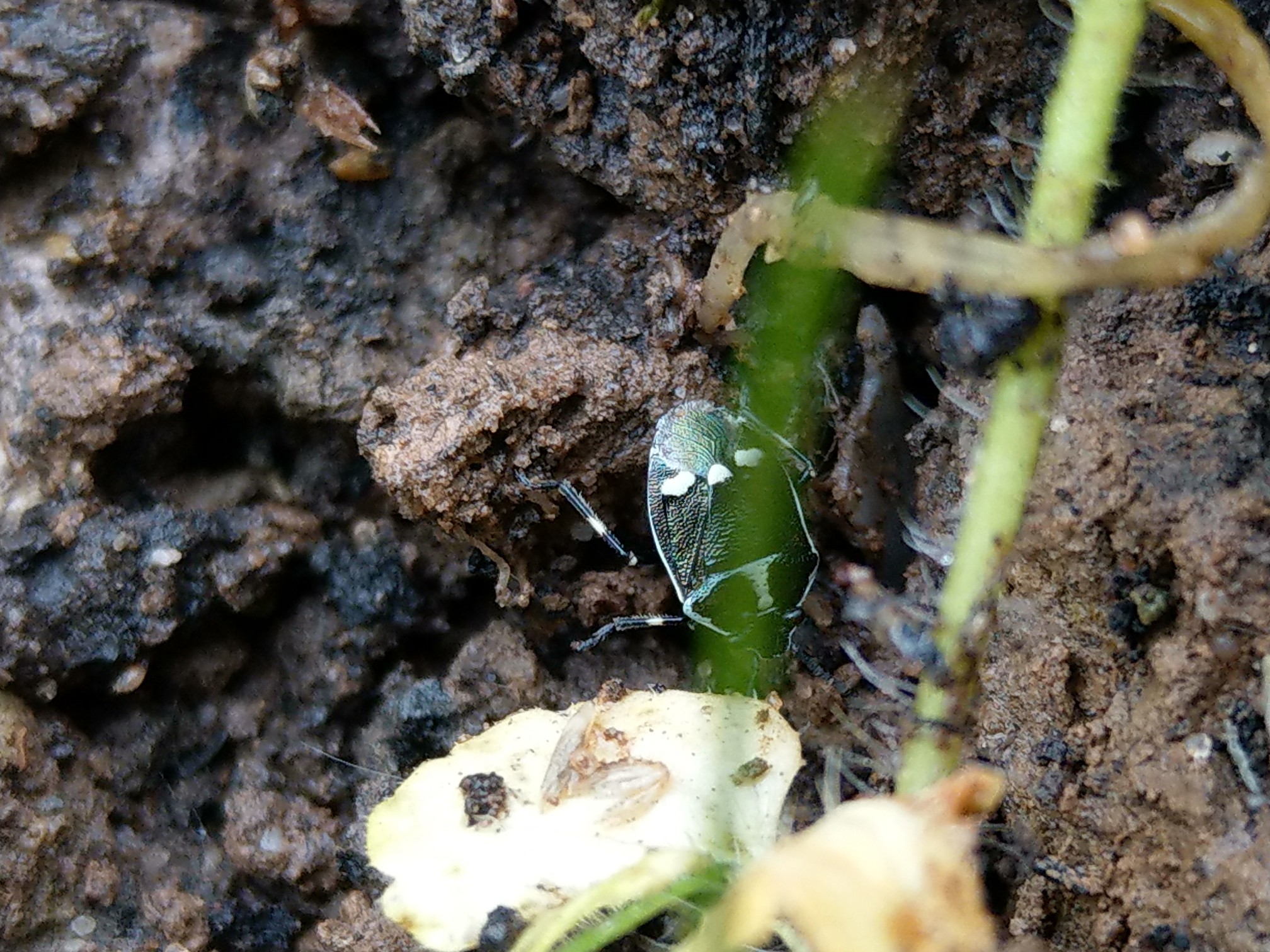 Cabbage or Brassica bug