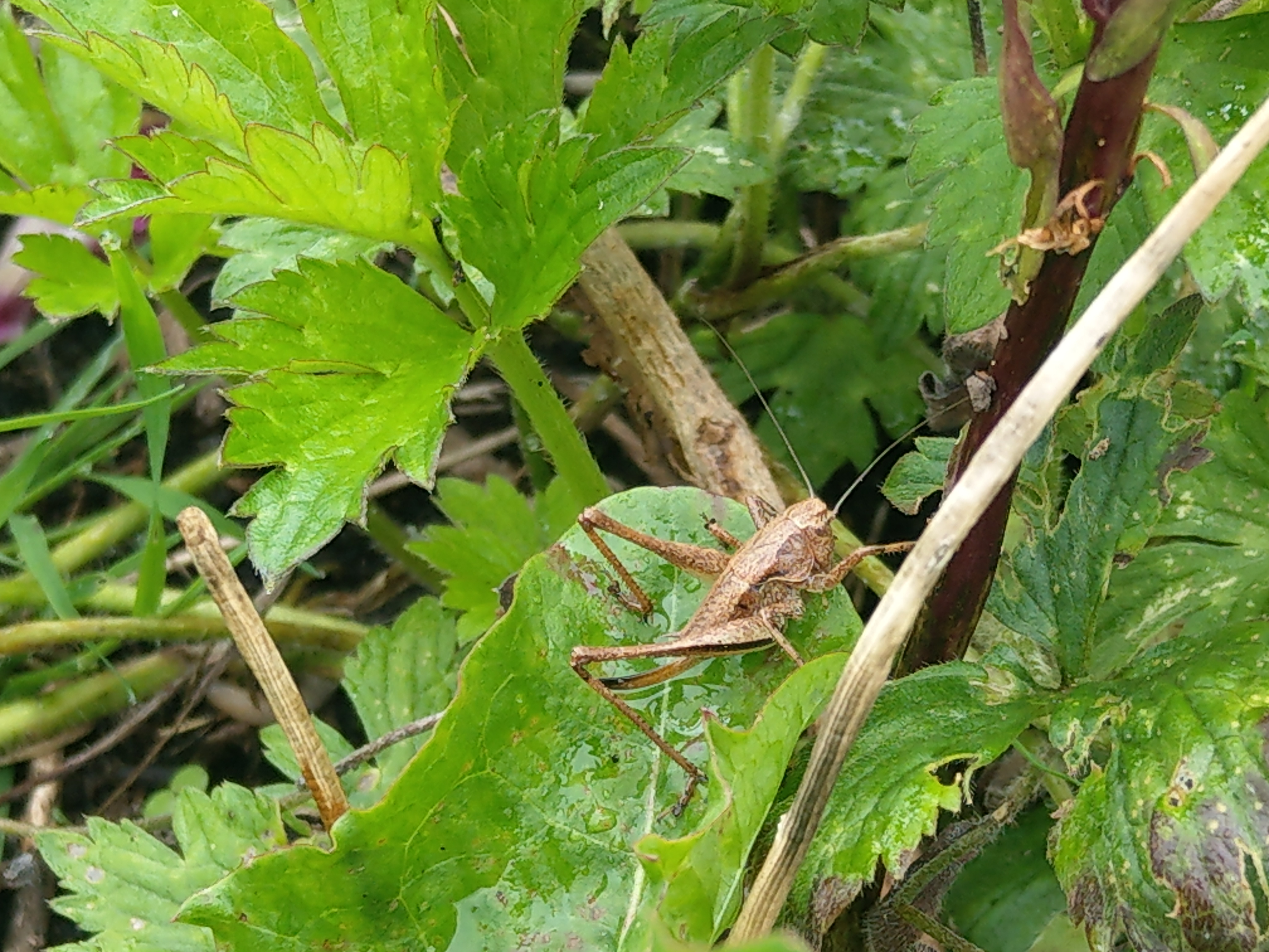 Dark bush cricket - female
