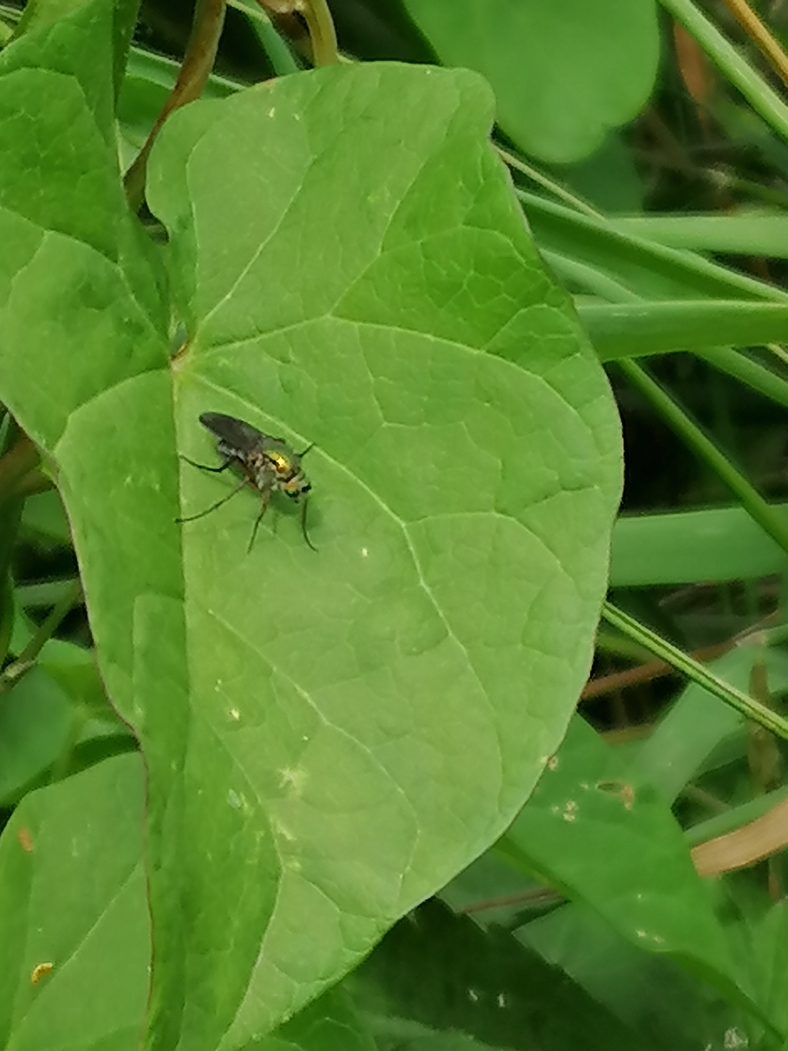 Dolichopid fly