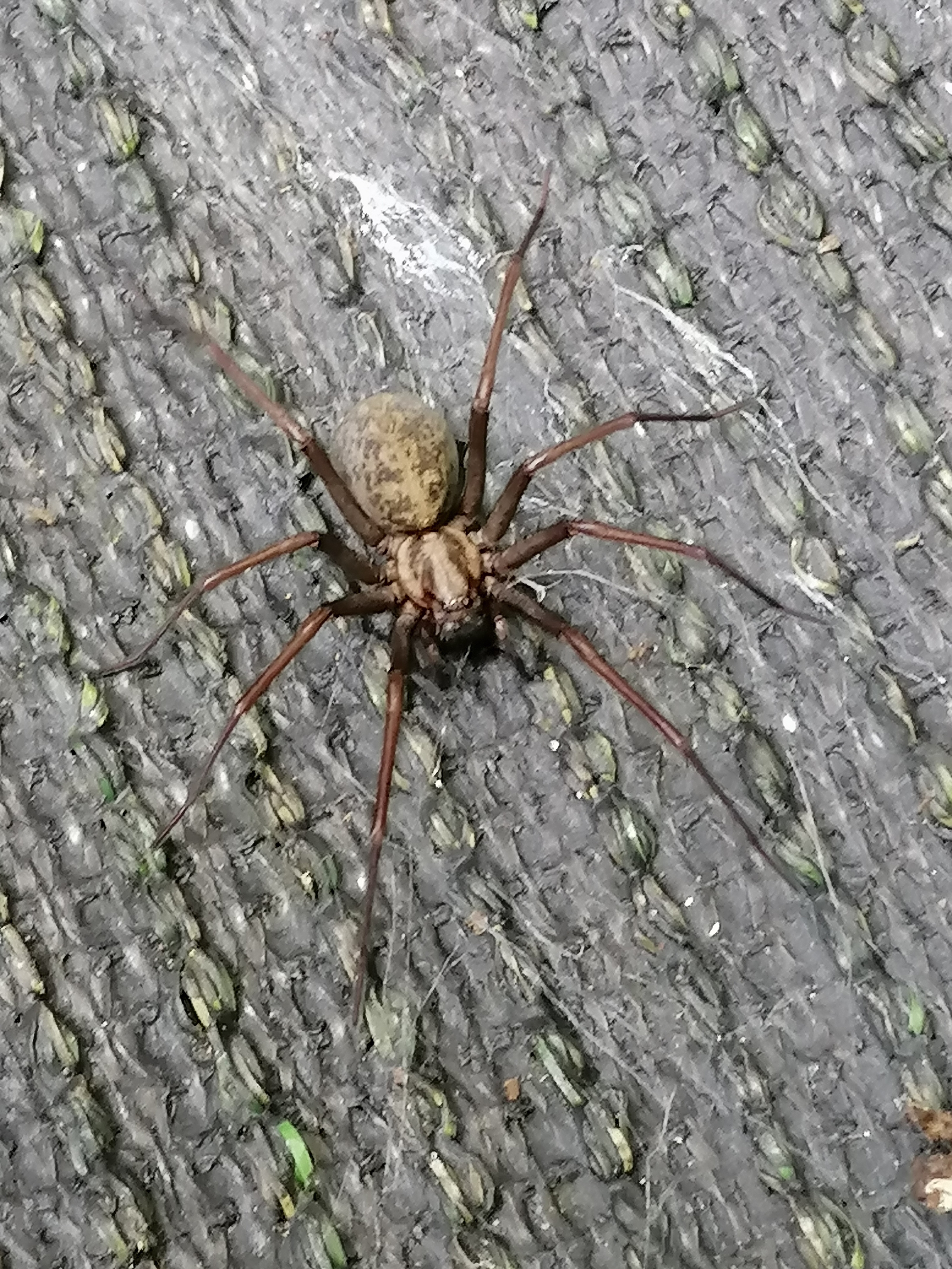 Large house spider