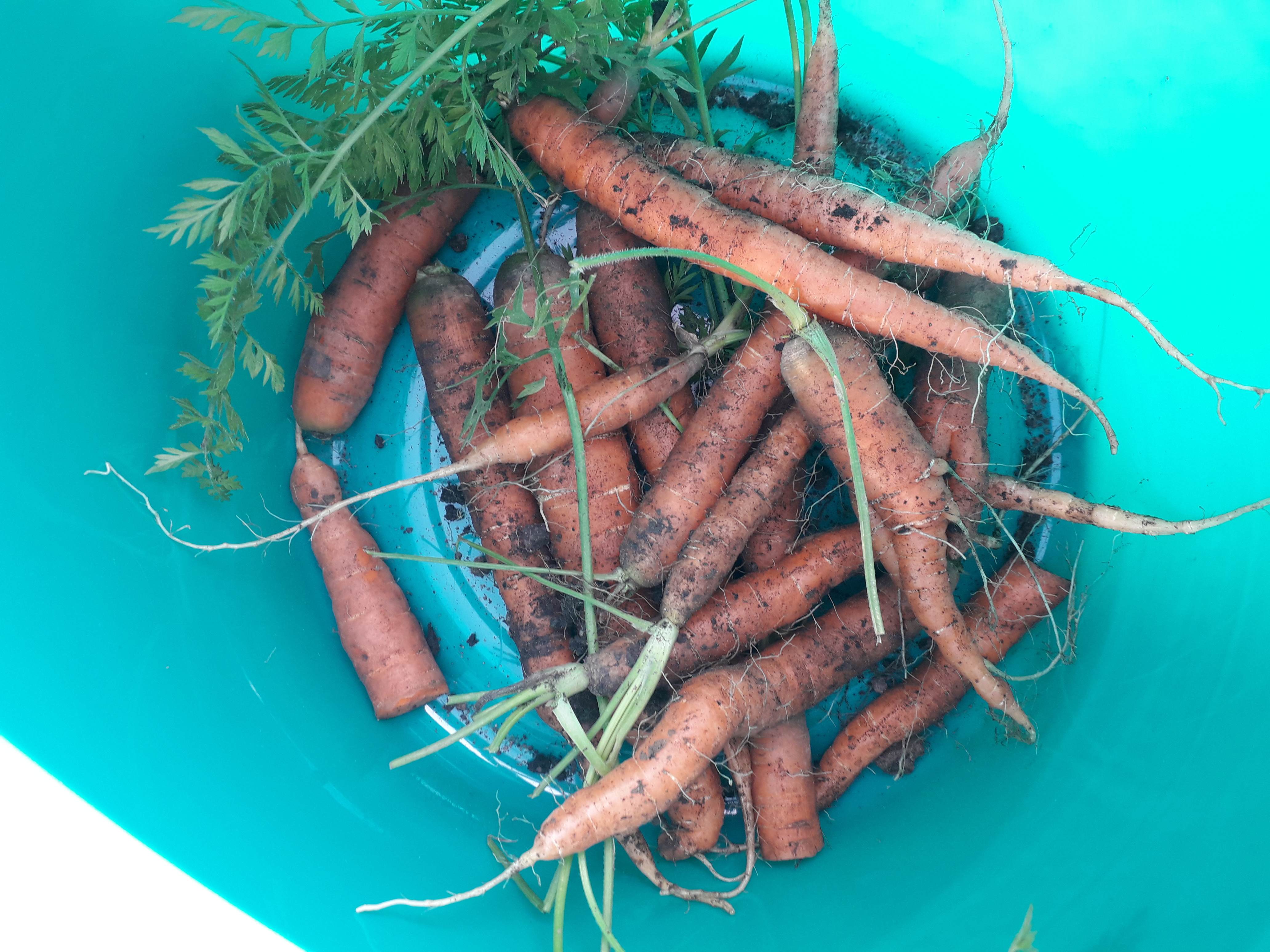 Carrots (2)