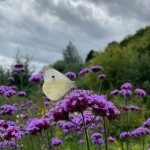 Bfly Cabbage White