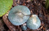 Grow Wild – Fungi Quest